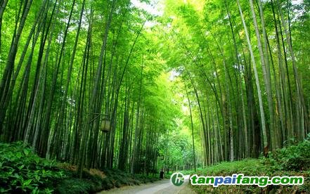 竹林經(jīng)營(yíng)碳匯開(kāi)發(fā)CCER減排量需要有哪些什么樣的門檻條件