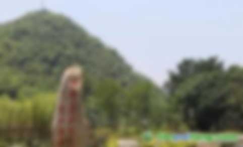 中關村綠色發(fā)展智庫專家、教授李金良：促進我國CCER林業(yè)碳匯交易的建議