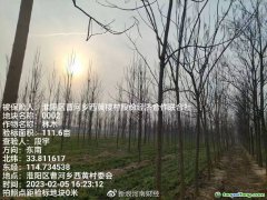 助力碳達(dá)標(biāo)，林木雙保障 全國首單楸樹碳匯指數(shù)保險落地河南周口